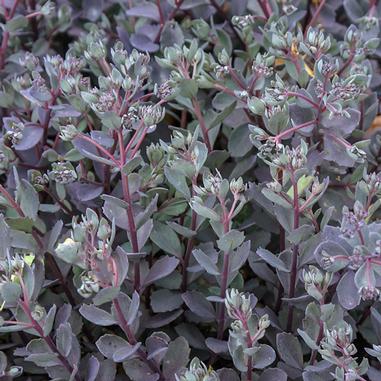 SunSparkler® Dazzleberry Stonecrop