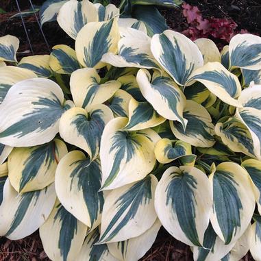 Hosta