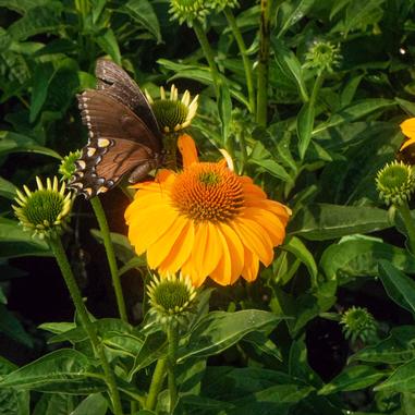 Sombrero® Granada Gold Coneflower