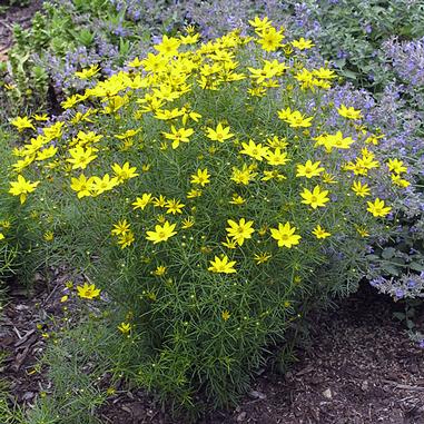 Zagreb Coreopsis