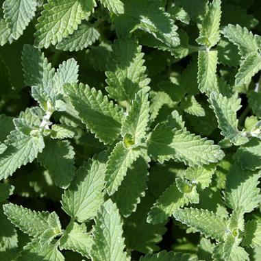Walker’s Low Catmint