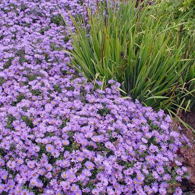 Wood’s Blue Aster