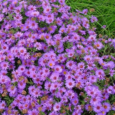 Wood’s Purple Aster