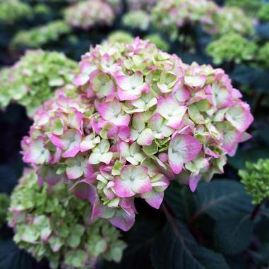 Endless Summer® Bloomstruck® Hydrangea