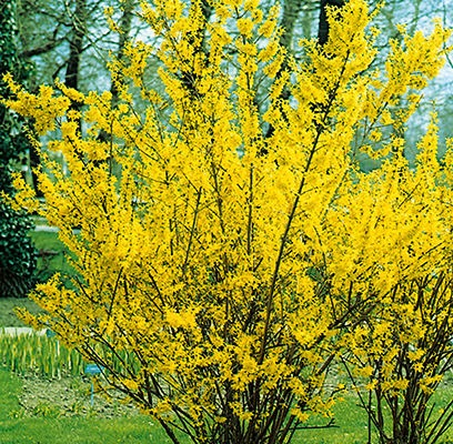 Spring Glory Forsythia