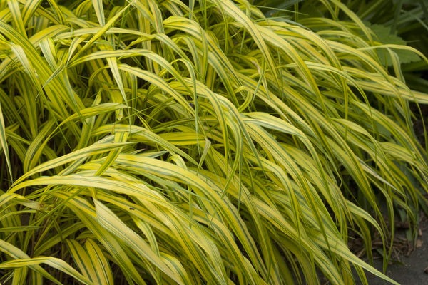 Gold Variegated Hakone Grass