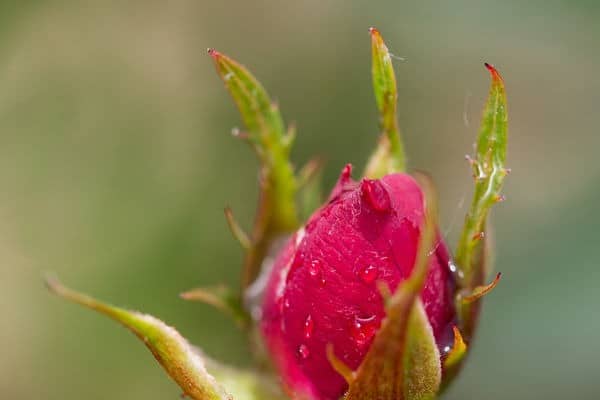 Easy Elegance® Chi™ Rose