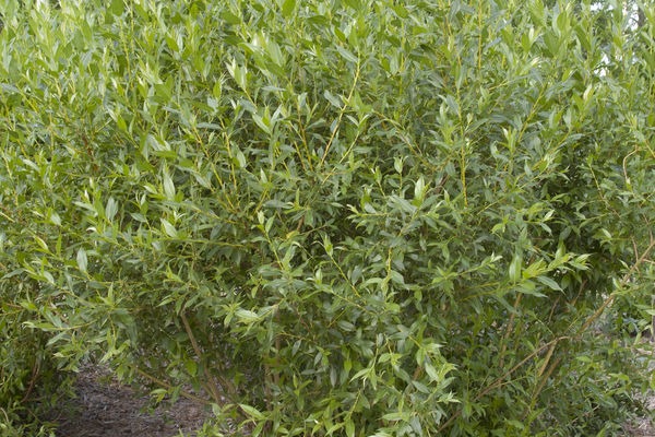 Flame Willow