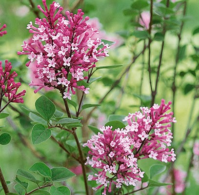 Tinkerbelle® Lilac
