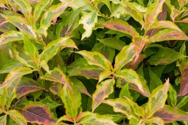 My Monet® Sunset Weigela