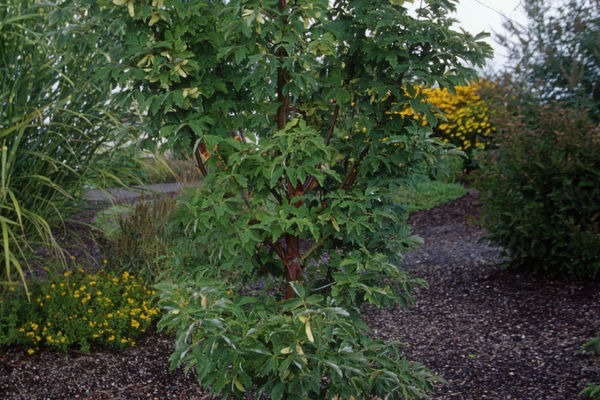 Paperbark Maple