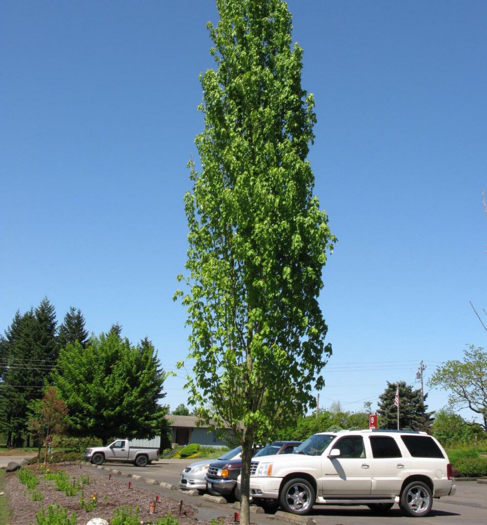 Armstrong Gold Red Maple