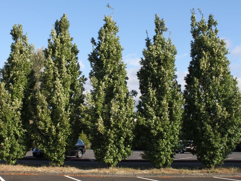 Crimson Spire Oak