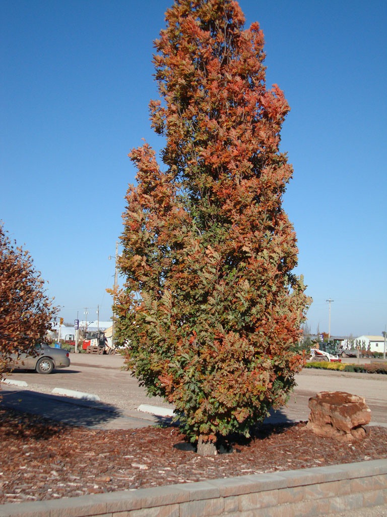 Crimson Spire Oak
