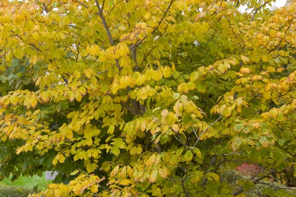 Witch Hazel
