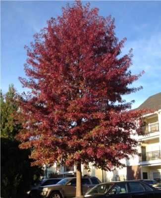 Red Oak