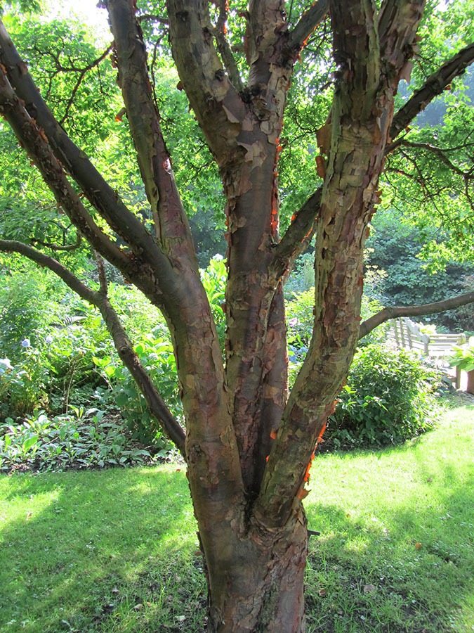 Paper-barked Maple