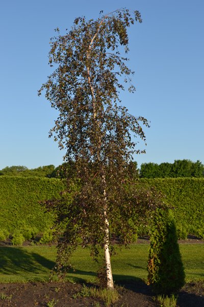 Royal Frost Birch