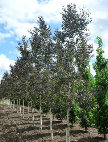 Royal Frost Birch
